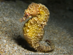 Golden seahorse - Hippocampus fuscus by Athanassios Lazarides 